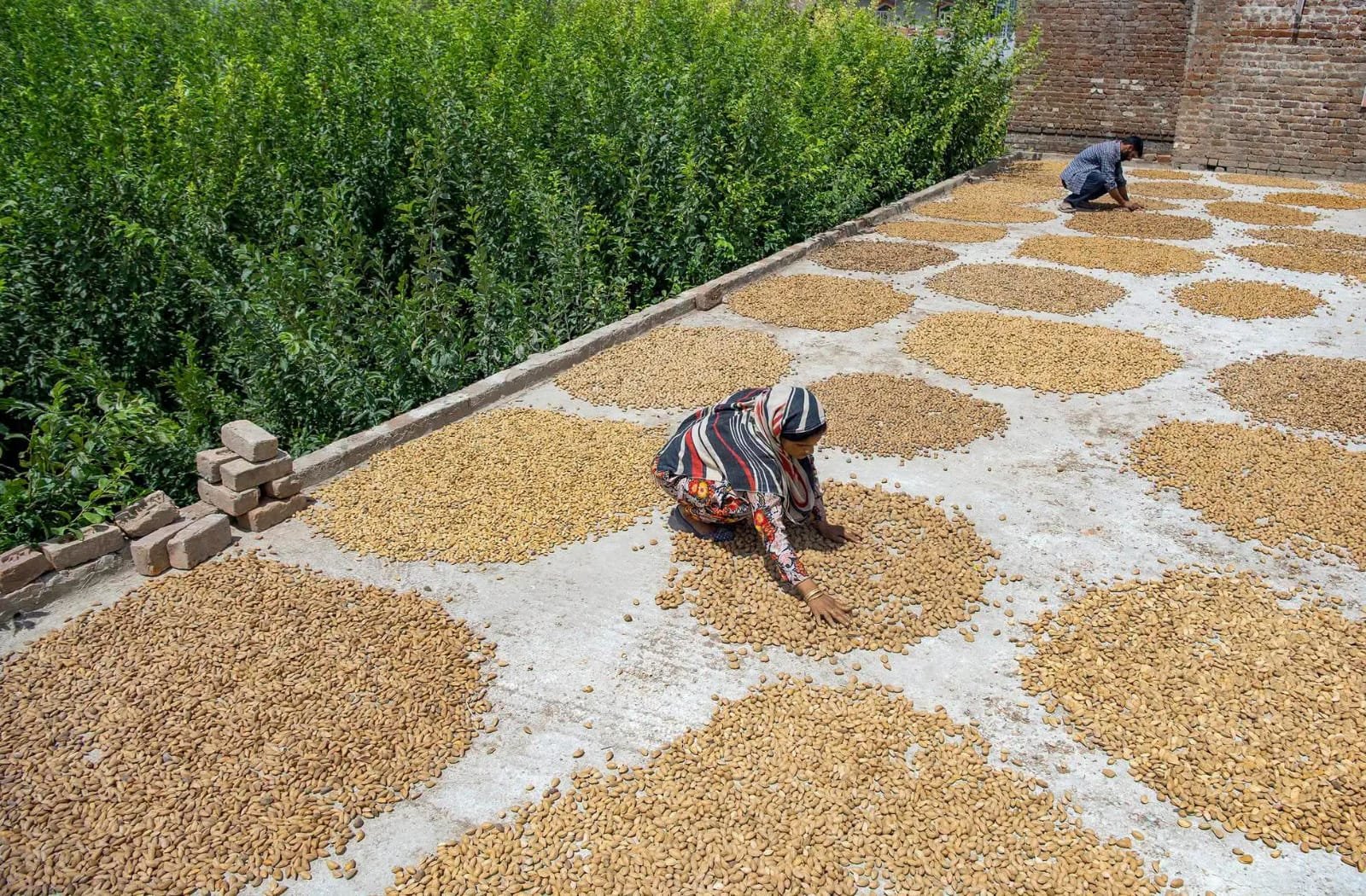 Almonds sorted and laid out to dry at origin in Kashmir