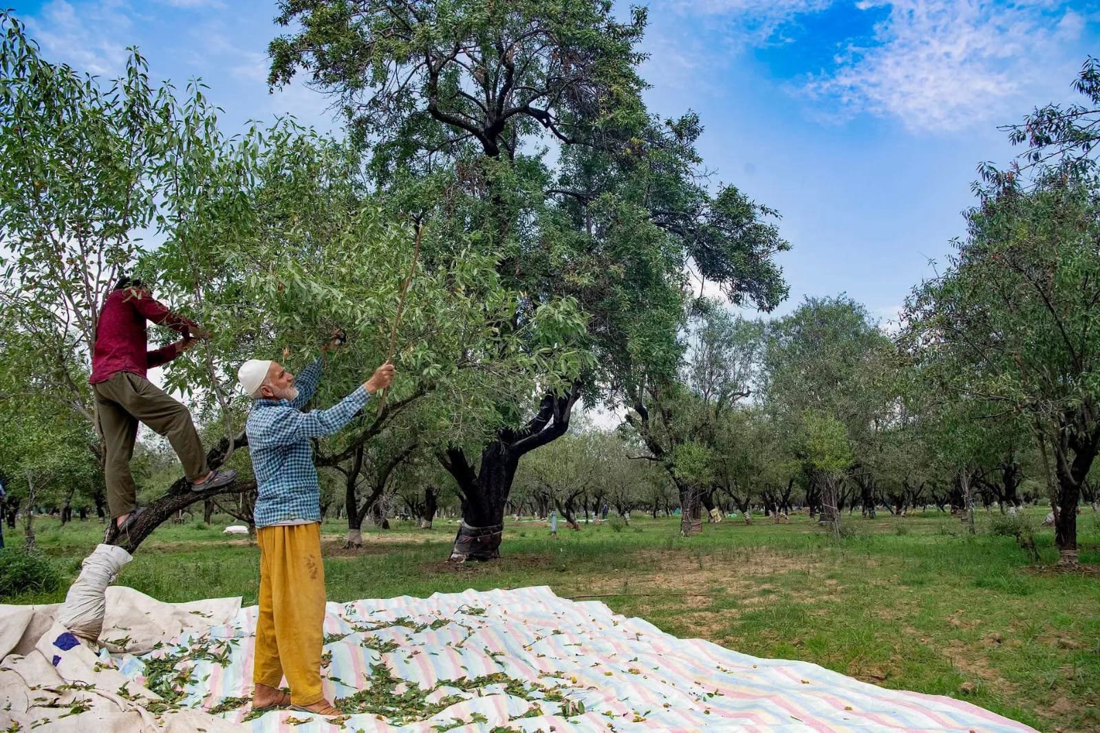 Farm workers harvesting almonds by hand in a Kashmir orchard