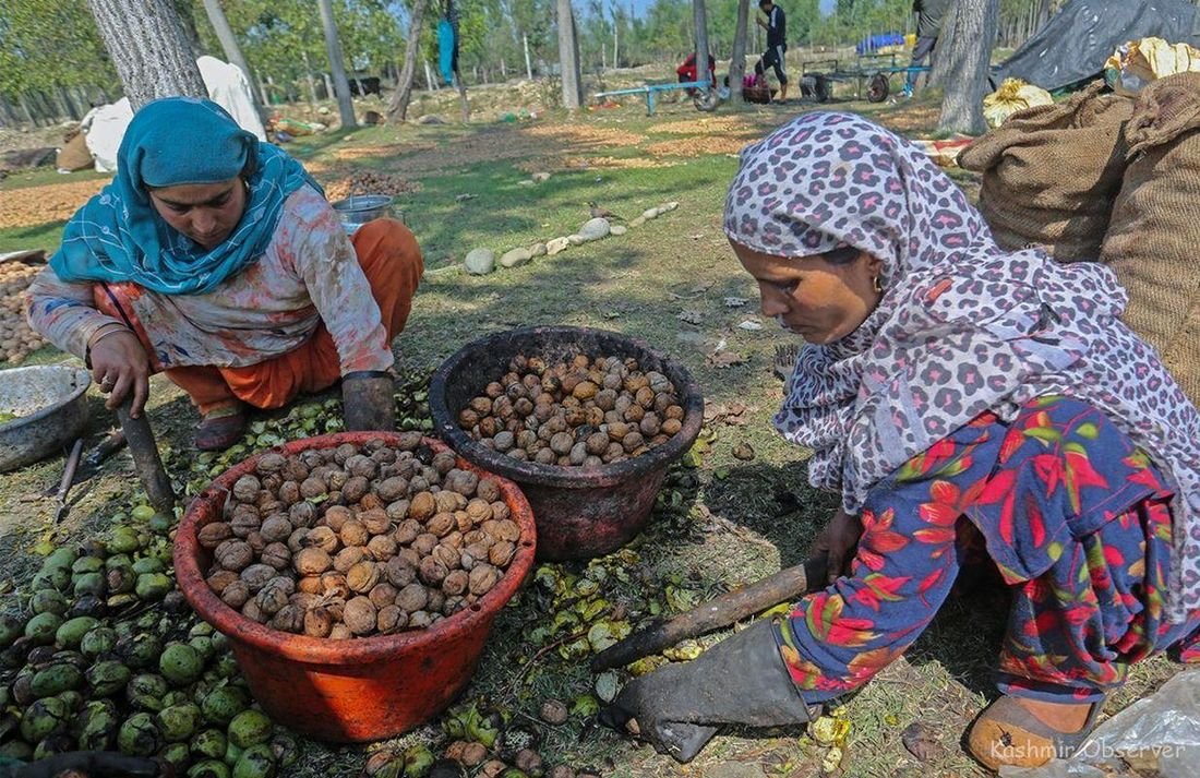 Walnuts sourced directly from farms in Kashmir